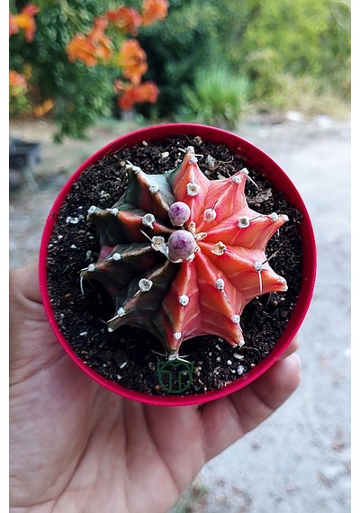 Gymnocalycium Mihanovichii Variegata Köklü Çok Renkli