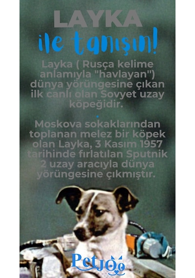 Petjoo 22.Layka Mavi-Gri Qr'lı Köpek Künyesi