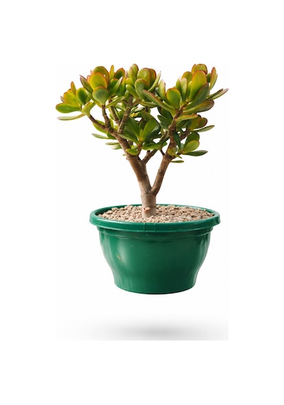 Bonsai Crassula Ovata - Para Ağacı 5 Yaşında
