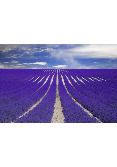 5 Adet Lavanta Fidanı Lavandula Officinalis. Dahil