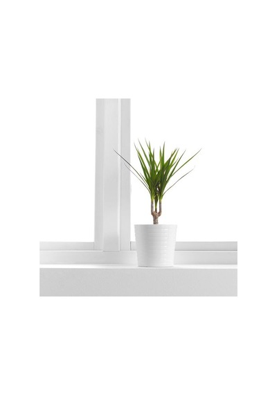 Ikea Dracaena Margınata Canlı Bitki, Yeşil, 12 Cm, Dragon Ağacı