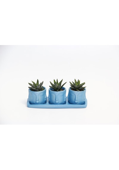 Trio Mavi Adler Sukulent Seti - Haworthia Pumila