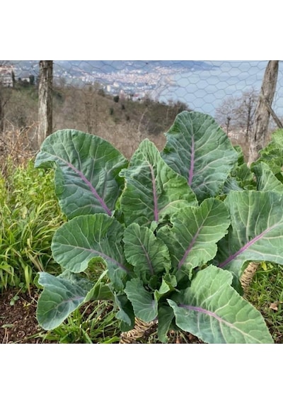 Kara Lahana Karadeniz Tohumu 2 Gram 1 Paket