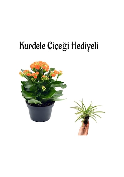 Hediyelik Turuncu Renk Kalanşo Kalanchoe Çiçeği Sevgililer Gününe Özel Kurdele Çiçeği Hediyeli