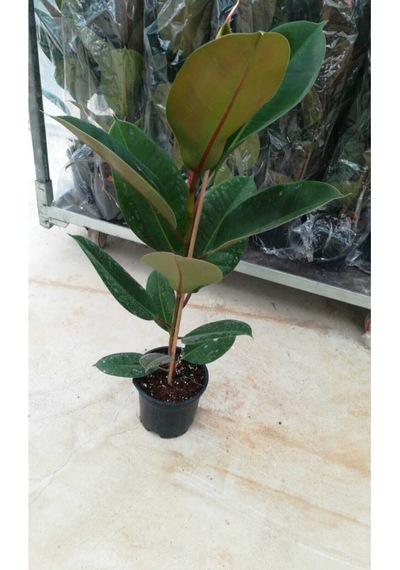 Videolu Kauçuk Bitkisi 1 Adet Saksılı/ Tüplü 60-90cm Ofis Salon Ev Iç Mekan Bitkisi Ficus Elastica