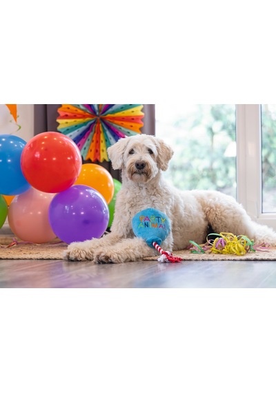 Hnrlıshp Beeztees Köpek Oyuncağı, Parti Balonu, Peluş, Mavi, 39x13x7,5cm