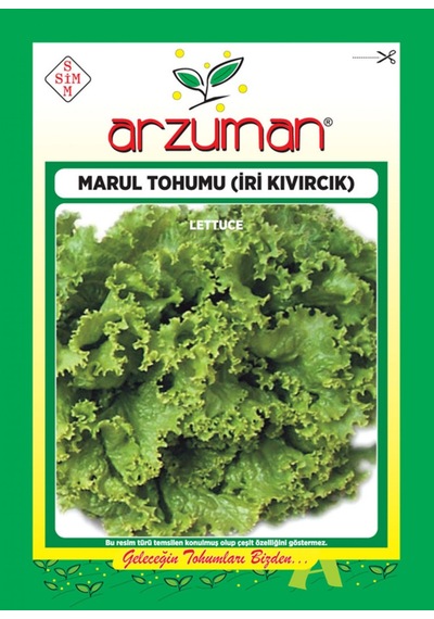 İri Kıvırcık Marul Tohumu 10 GR