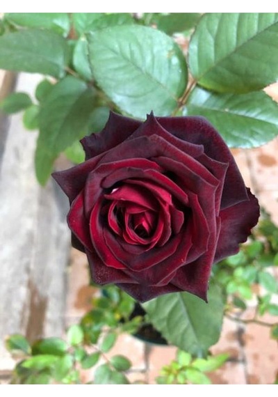 Yediveren Bordo Kokulu Gül Fidanı 2 Adet Saklı/tüplü Bahçe Bitkisi 45-65 Cm Burgundy Rose