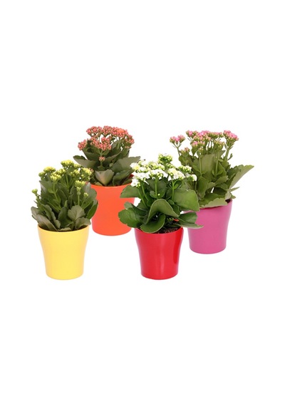 Kalanşo Çiçeği Kalanchoe 20 Adet