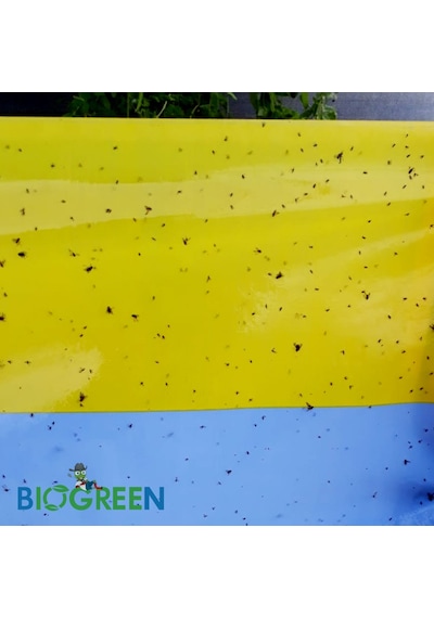 30 X 100 Cm Yapışkan Sarı Mavi Rulo Tuzak