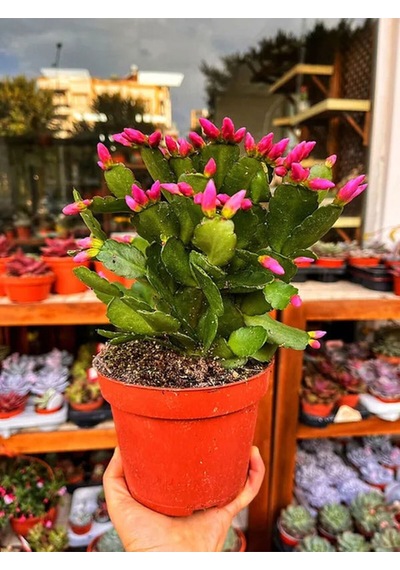 Videolu Pembe Yılbaşı Çiçeği 1 Adet Saksılı 15-25cm Iç Mekan Ev Salon Bitkisi Schlumbergera Pink