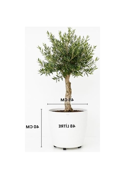 Beyaz Tekerlekli Saksı 48 Litre Büyük Saksı Geniş Hacimli Tekerlekli Saksı Beyaz 40 Cm Beyaz