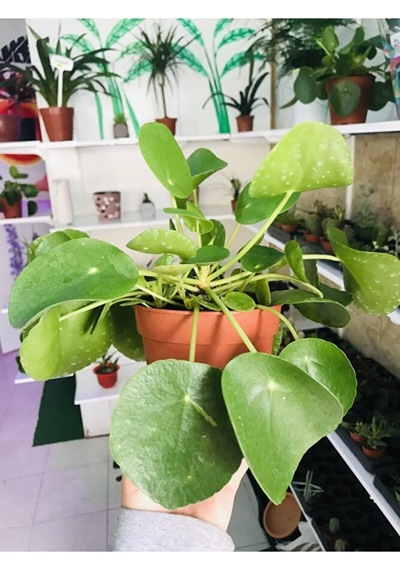 Pilea Salon Bitkisi