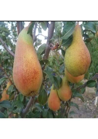 Tüplü Aşılı Aromalı Abete Fetel Armut Fidanı