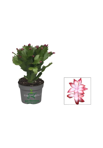 Kırmızı Renk Yılbaşı Çiçeği Saksılı 10-15cm 1 Adet Red Schlumbergera Truncata