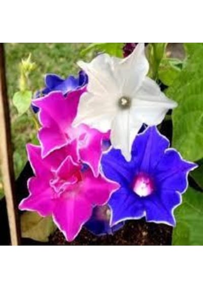 10 Adet Tohum Ipomea Purpurea Çiçeği Tohumu