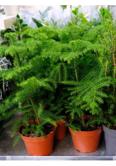 Salon Çamı Fidanı 1 Adet Saksılı/tüplü 20-40cm Iç/ Dış Mekan Bitkisi Araucaria