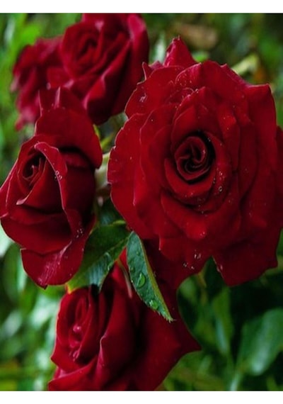 Kokulu 3 Adet Kırmızı Gül Fidanı Saksılı 50-80cm Red Rose Sapling