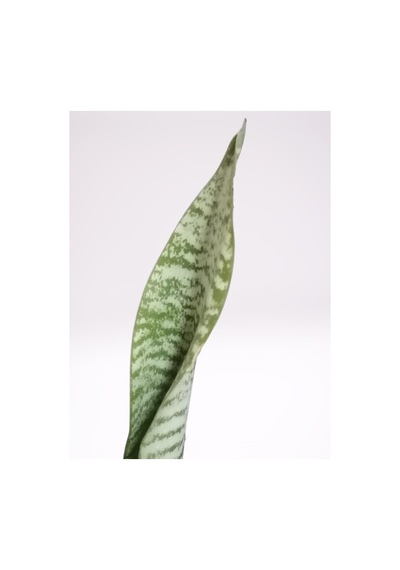 Serada Decor Plant Mini Paşa Kılıcı Sansevieria 30-40cm