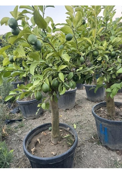55 Lt Saksıda ,15 Yaş Yetişkin Yediveren Limon Ağacı Boy 150-200 Cm