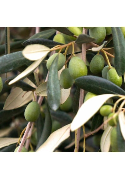 Tüm Bölgelere Uygun Tüplü Domat Çekirdekli Zeytin Fidanı