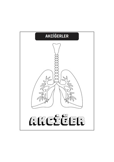 Çocuklar İçin Anatomi Boyama Kitap Seti 2 Süper Kitap