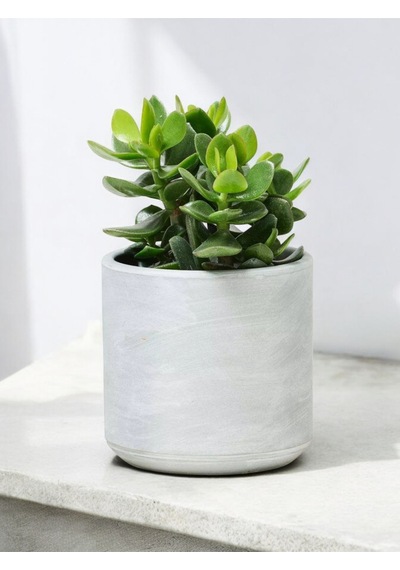 Para Çiçeği 10-12 Cm Dekoratif Saksıda Para Ağacı
