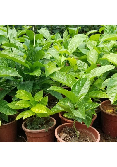 Aşılı. İri Taneli Mor Pasiflora Alp1071 . Saksıda