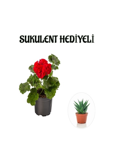 Hediyelik Kırmızı Sardunya Fidanı Sevgililer Gününe Özel Sukulent Hediyeli