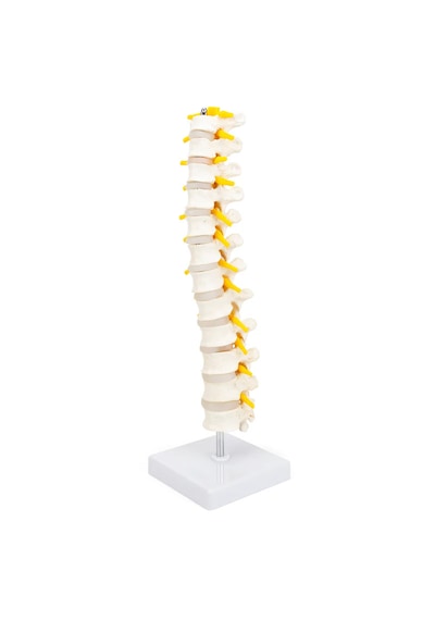 Spinal Sinirli, Gerçek Boyutlu Torakal Omurga Modeli - Omurga Maketi 01