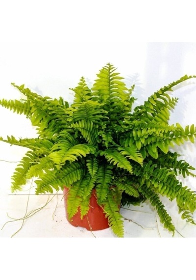 Fujer Aşk Merdiveni Nephrolepsis Exaltata 10-20 Cm