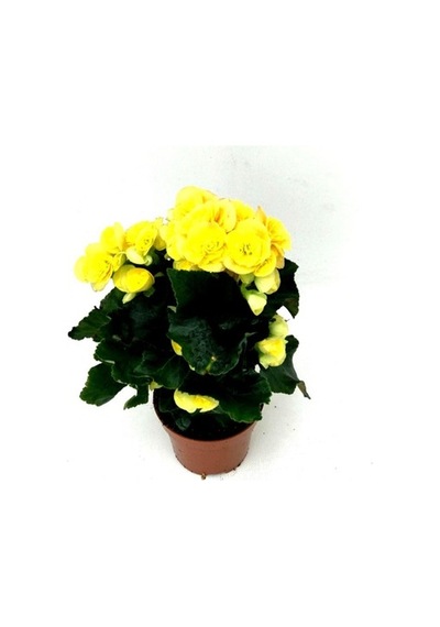 Begonya Çiçeği Fidanı Sarı 10-20 Cm