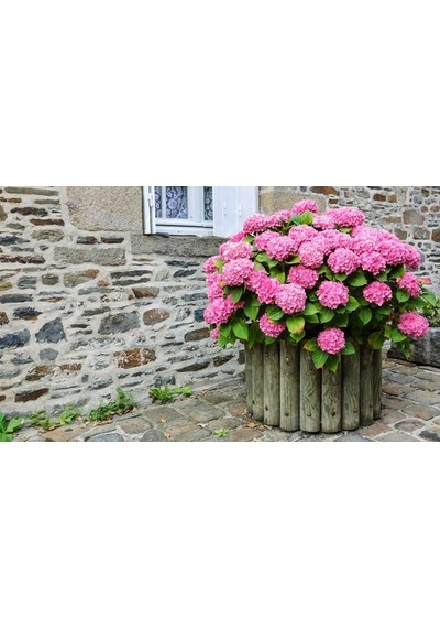 2 Yaş 3-4 Gövdeli Pembe Ortanca Çiçeği-40-60 Cm