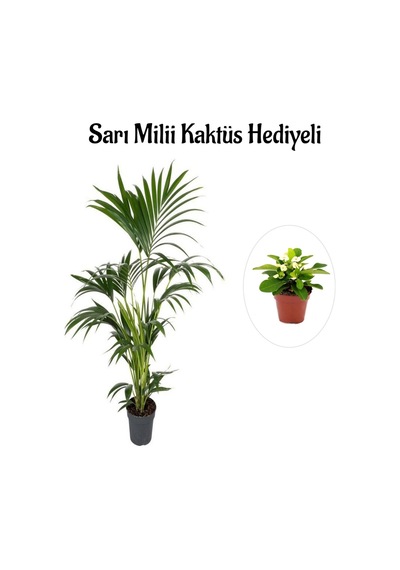 Canlı Yapraklı Areka-areca Salon Palmiyesi Sevgililer Gününe Özel Sarı Milli Hediyeli