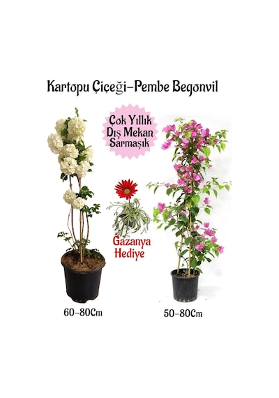 Kartopu Çiçeği 1 Adet +pembe Begonvil 1 Adet+ Kırmızı Gazanya Saksılı Bahçe Seti