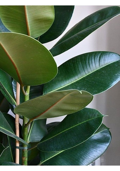 Videolu Kauçuk Bitkisi Tek Dal 1 Adet Saksılı 40-60cm Iç Mekan Salon Bitkisi Ficus Elastica