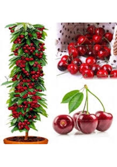 3 Adet Tohum Bodur Kiraz Ağacı Bonsai Tohumu Saksı Topra