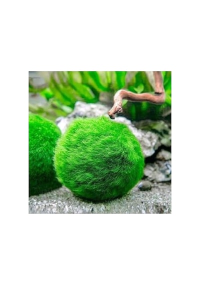 Canlı Marimo Moss Ball Yosun Topu - 2-3cm 41bordocipsobeyaz