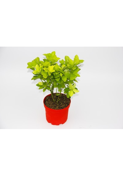 Sarı Kırmızı Gold Taflan Euonymus -  N11.6313