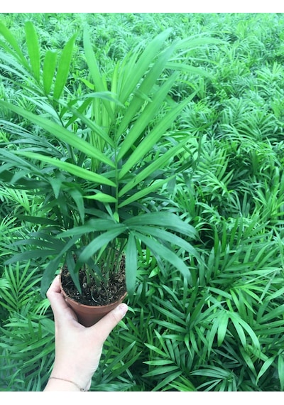 Chamaedorea Elegans - Dağ Palmiyesi - 30-40 Cm