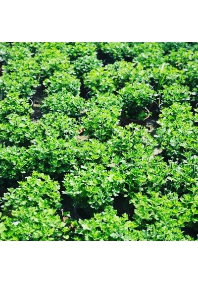 Kasımpatı Krizantem Chrysanthemum Seti 3lü 10-20 Cm