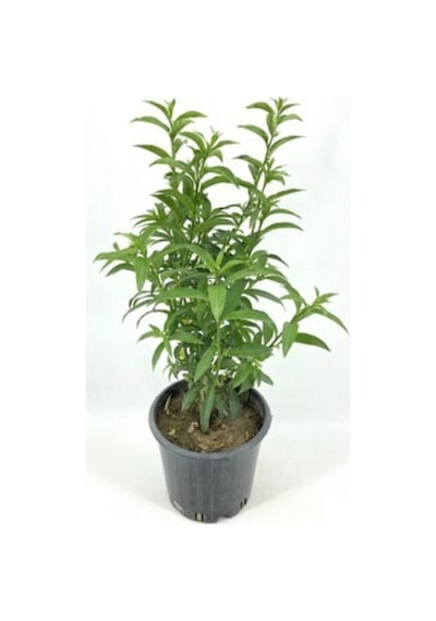 Videolu Kokulu Melisa Çiçeği Fidanı 30-45 Cm Saksılı Çiçekli Bodur Bitkiler Lemon Balm