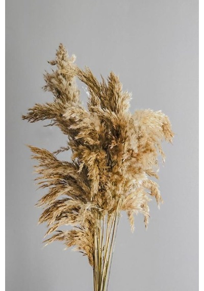 Alyones Kuru Çiçek 10'lu Büyük Demet Pampas 100cm Doğal Renk