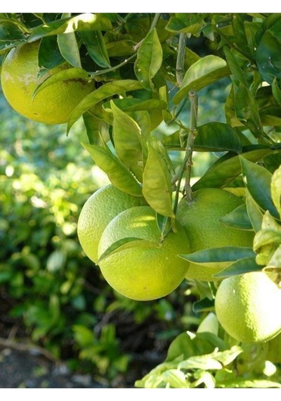 Citrus Limon Yediveren 80 Cm 100 Cm