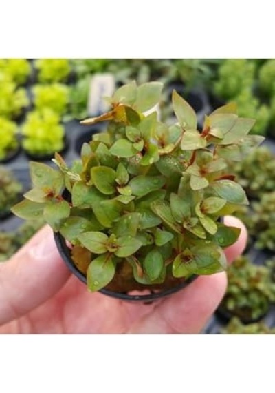 Ludwigia Mini Super Red Saksı Canlı Bitki -