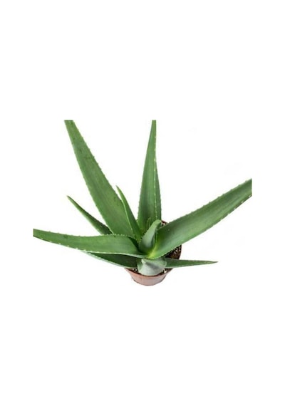 Aloe Vera Bitkisi Sarısabır Cilt Için Uygun Jel Aleovera 30 - 40 Cm