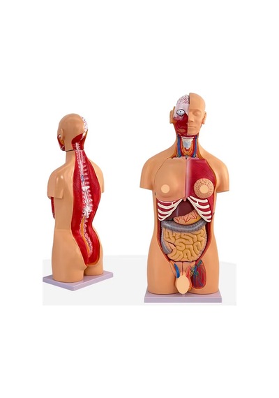 İnsan Vücudu Modeli Torso 85cm 23 Parça Unisex Kadın Erkek Tam Boy Gerçekçi Renkler Kaideli