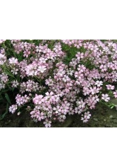 Bahar Yıldızı Gysophila Elegans
