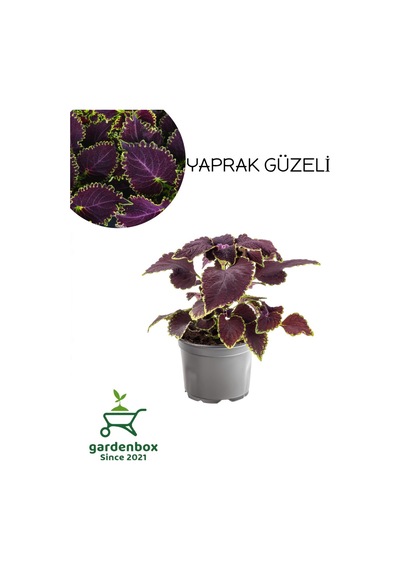 Nadir Tür Mor Renk Yaprak Güzeli Çiçeği 1 Adet Kolyos Purple Coleus