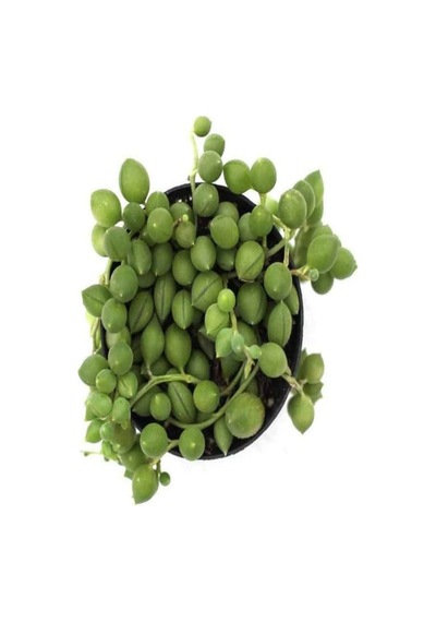 Videolu Boncuk Yapılı Tesbih Çiçeği 1 Adet Saksılı/tüplü 5-15cm Iç Mekan Bitkisi Senecio Rowleyanus